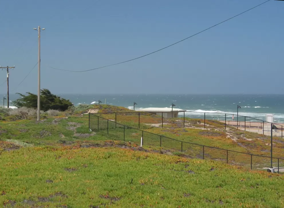 Surf Beach and its wonderful green beach succulents.
