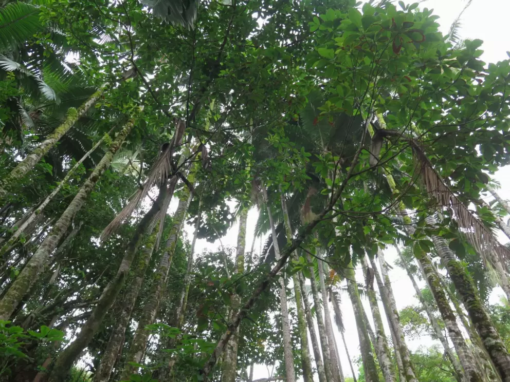 Looking up at tropical trees.