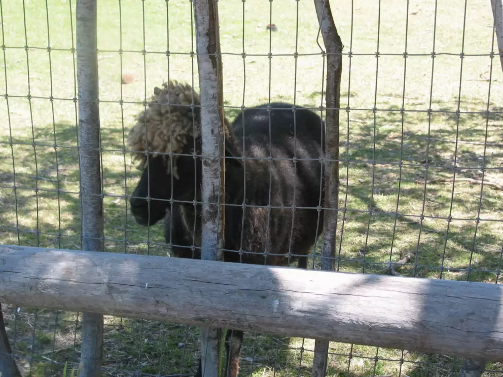 Kids love the animals at La Purisima Mission!
