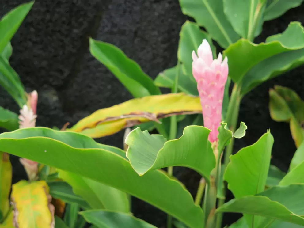 Pink ginger in a park downtown.