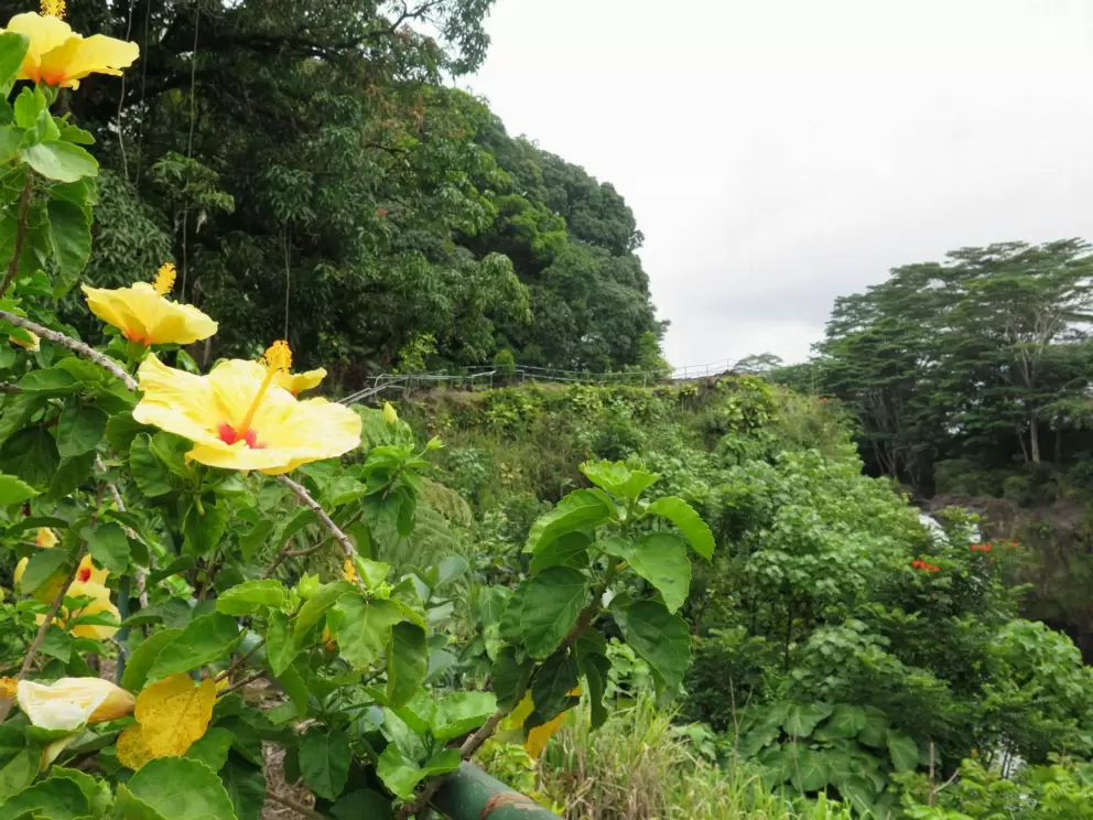 Yellow hibiscus and the path that goes up to the upper lookout.