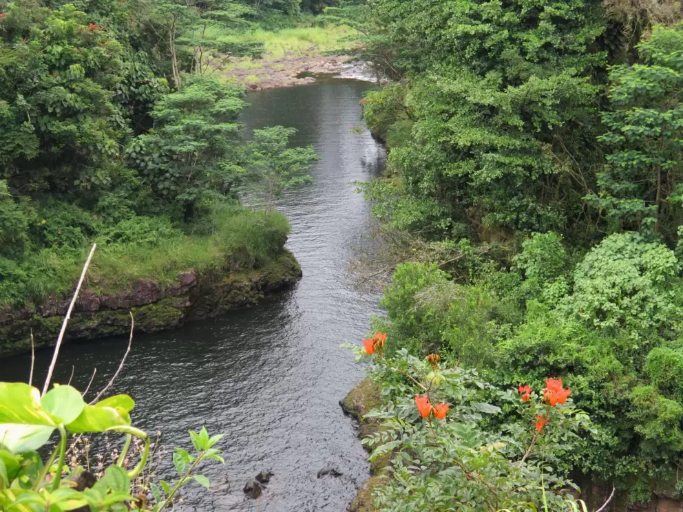 The stream.