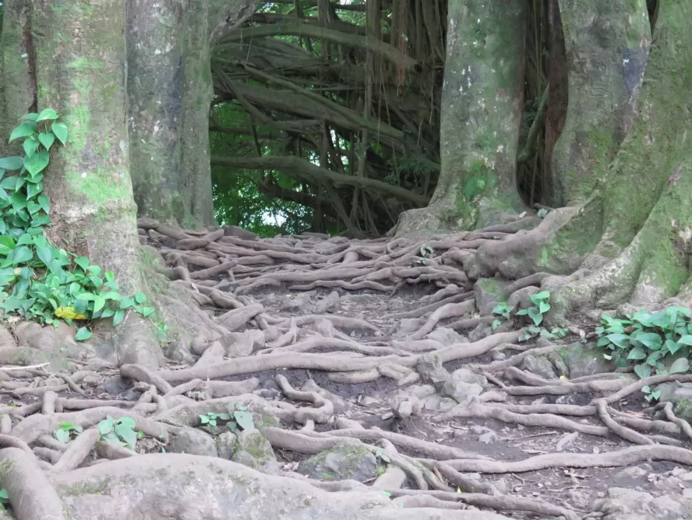 Amazing tree roots!