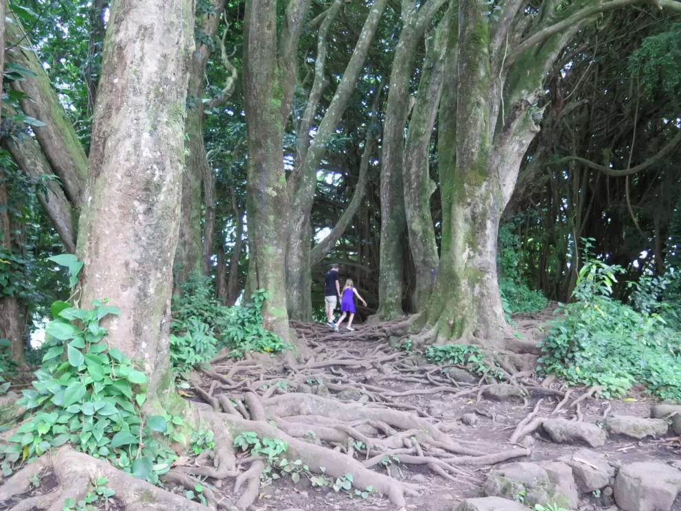 The forest with magical tree roots.