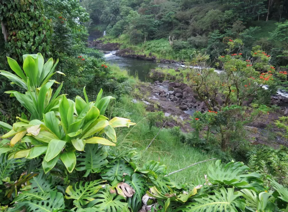 Tropical plants by the lookout.