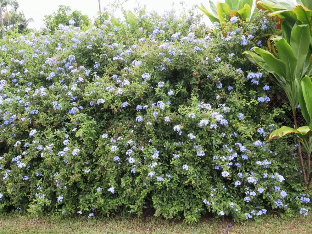 Flowers are very happy on the Hamakua Coast!