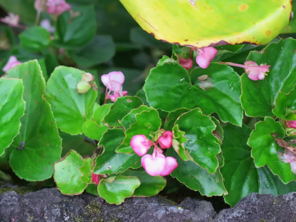 Flowers by the rock wall.