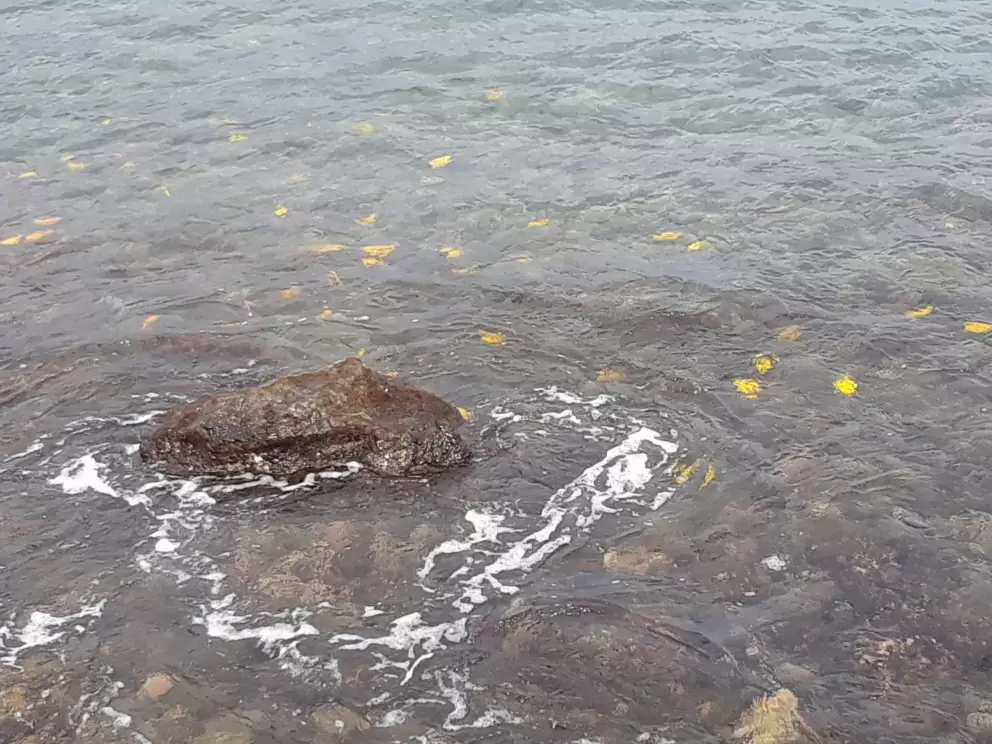Yellow fish! You can see from the rock wall without even going snorkeling!