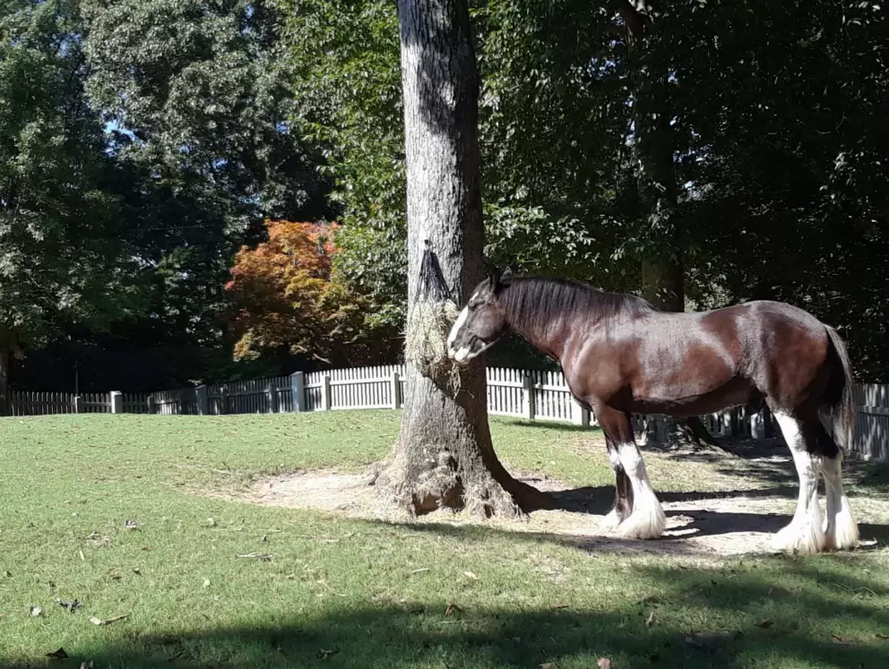 Shetland pony, in Scotland.