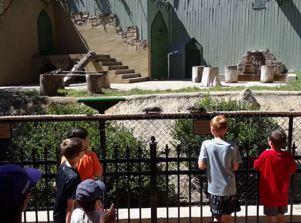 Rats crawl past to boys in the Howl to Exist show.