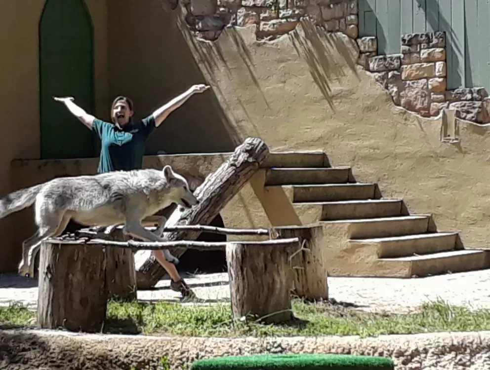 Wolf walking on a branch in the Howl to Exist show.