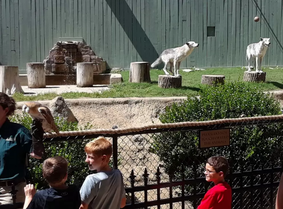 Owl on the left and wolves on the right, in the Howl to Exist show.