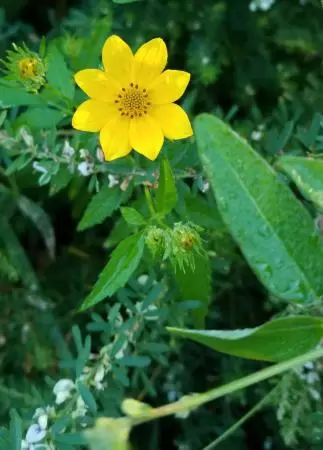 Tickseed flower.