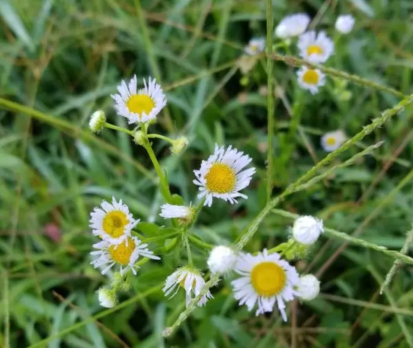 Daisies.