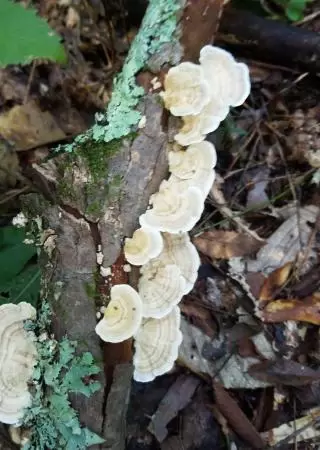 Mushrooms along the trail.