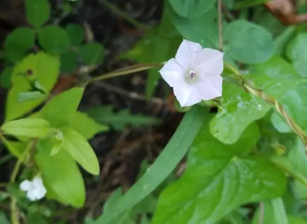 Sweet little flower near the meadow.