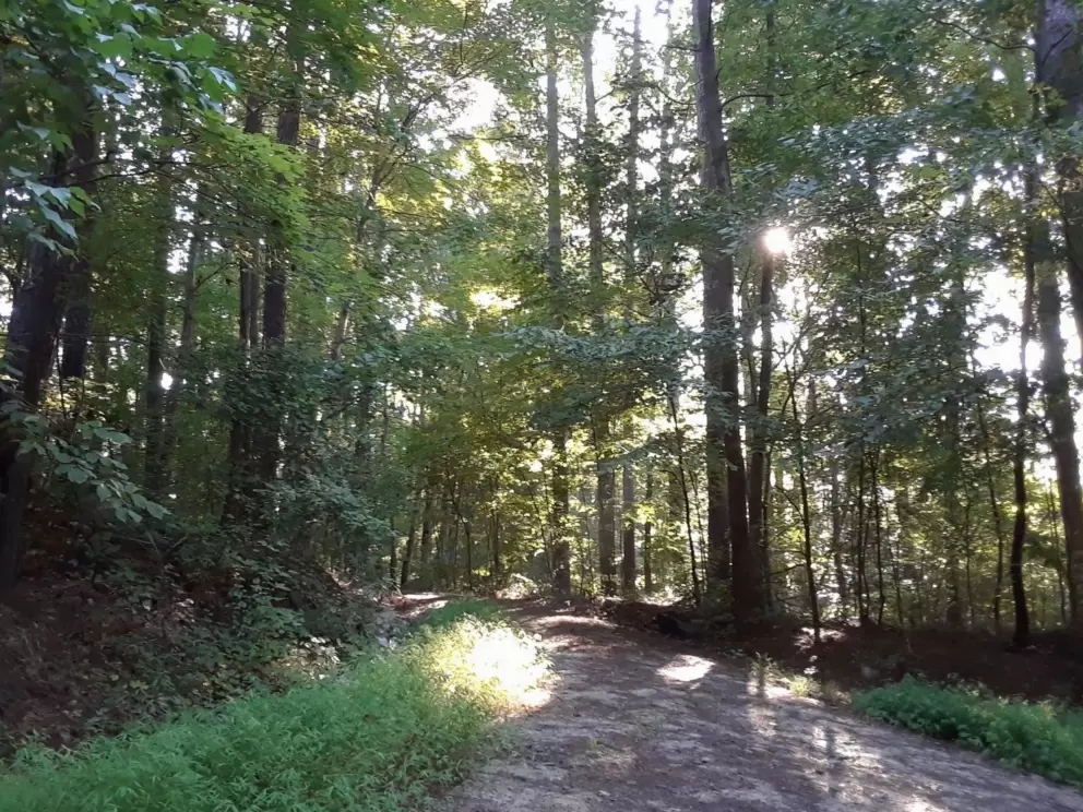 Al Buehler Trail, Duke Forest, Durham
