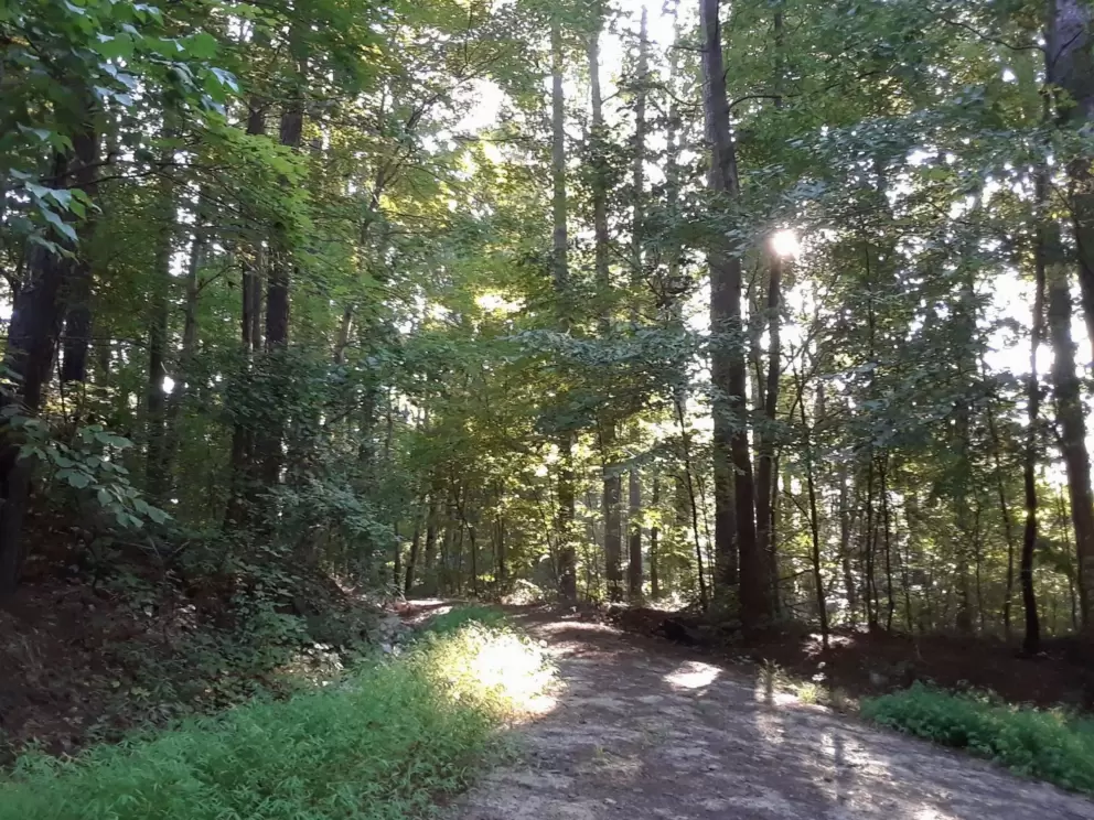Light shining through the forest.