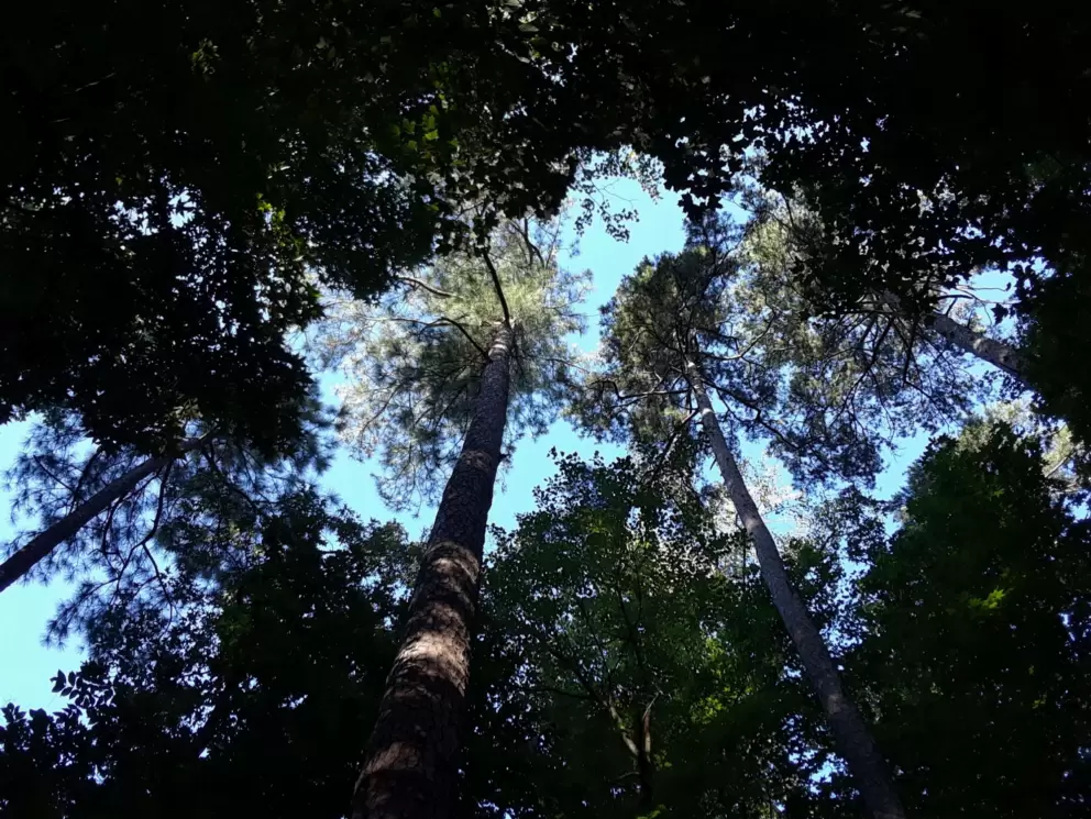 Looking up at a tall tree.