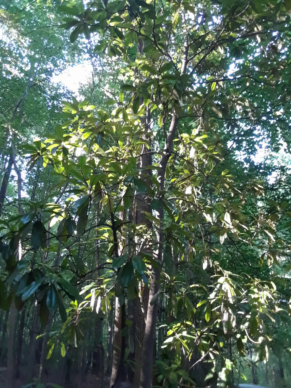 Magnolia tree in the forest.
