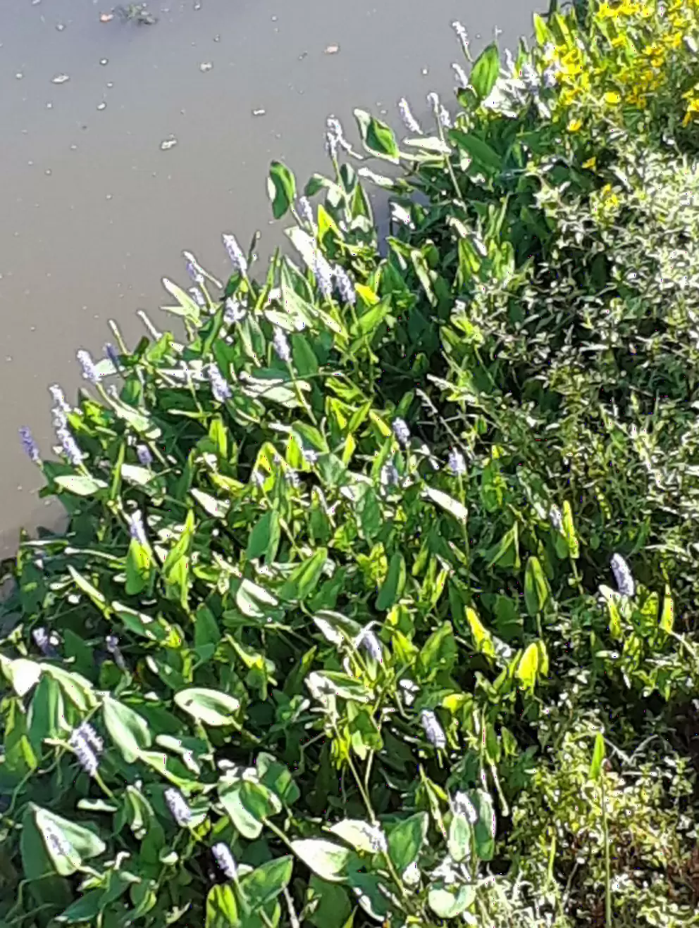 Purple flowers at the wetland.