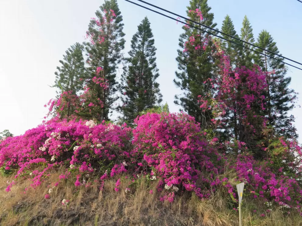 I love the Norfolk pines and bougainvillea! Incredible amounts of bougainvillea!