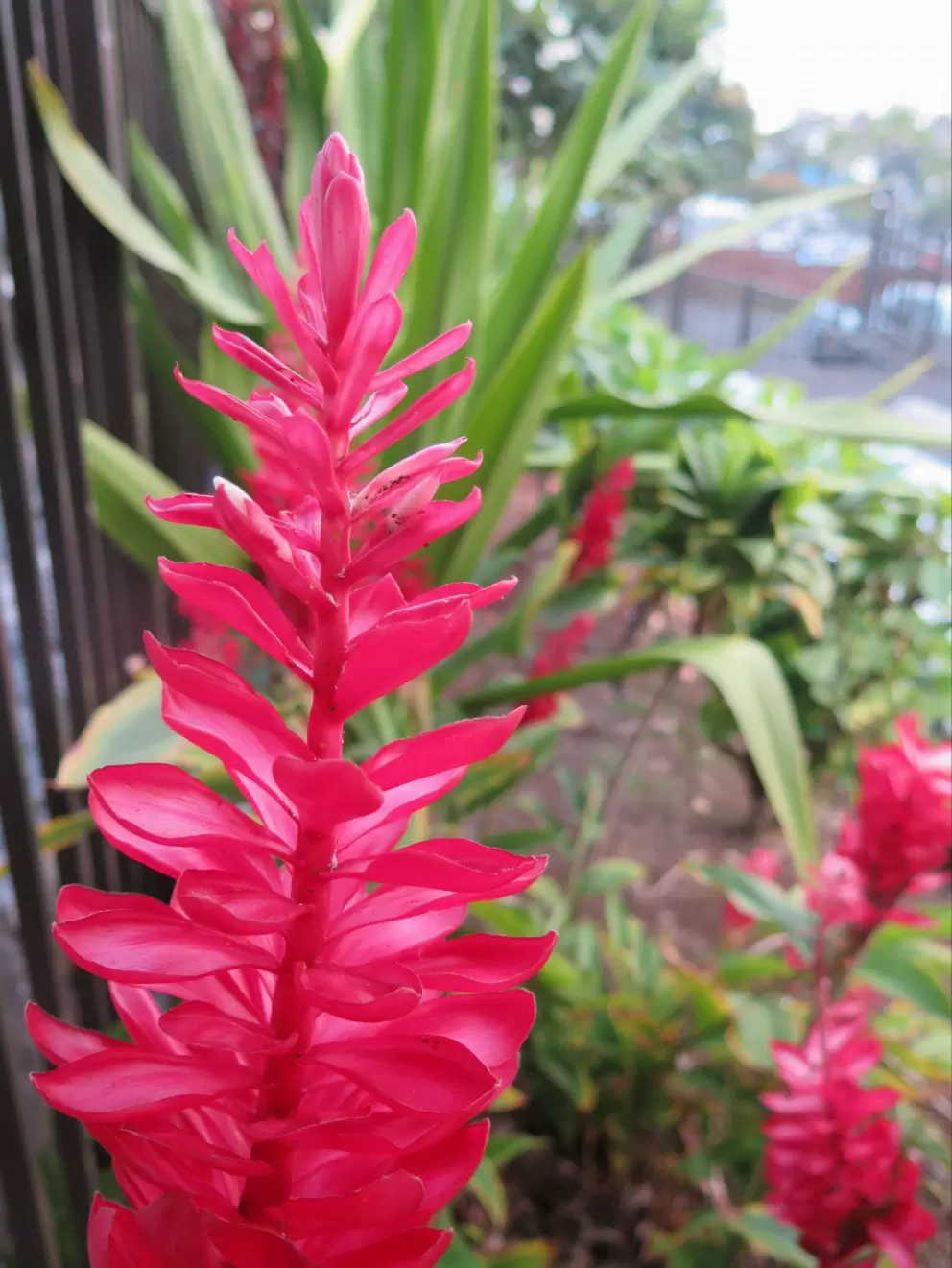Red ginger in Kona town.