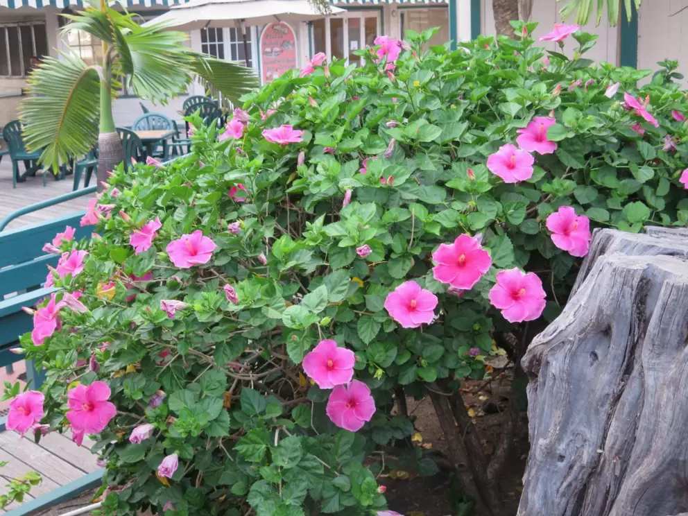 Pink hibiscus flowers.