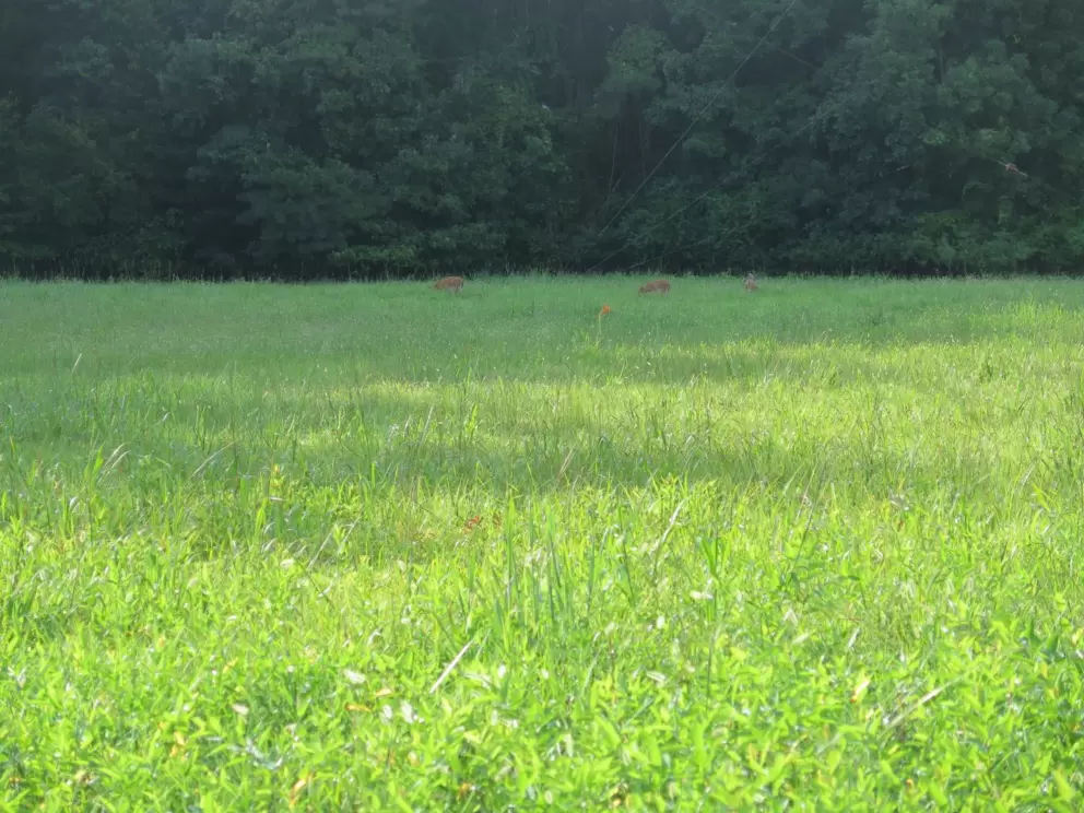 Deer in the distance, at the field at the entrance to the trail, on Franklin Street.