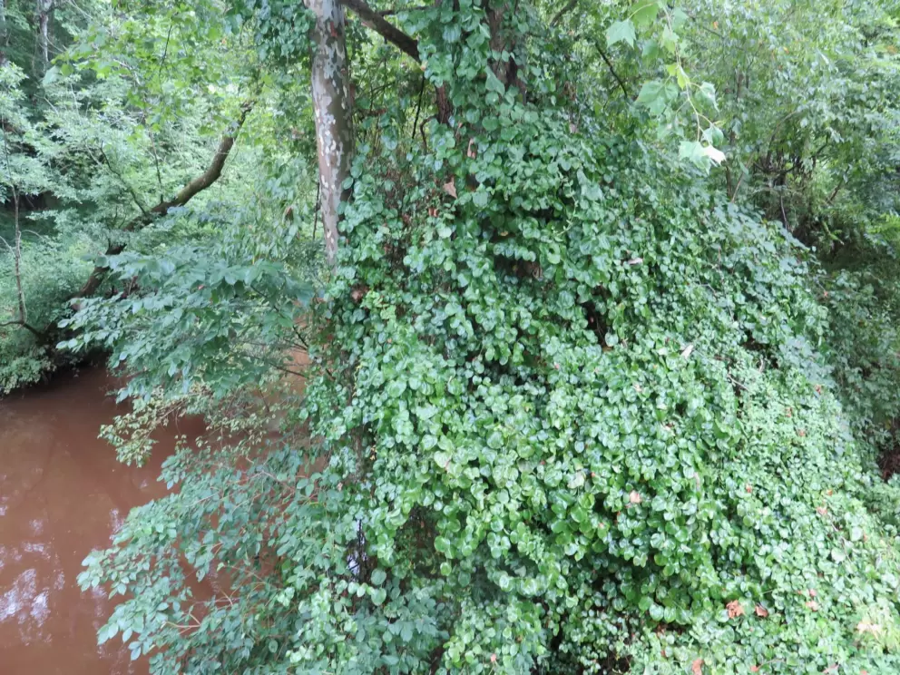 Lush vegetation at the river.
