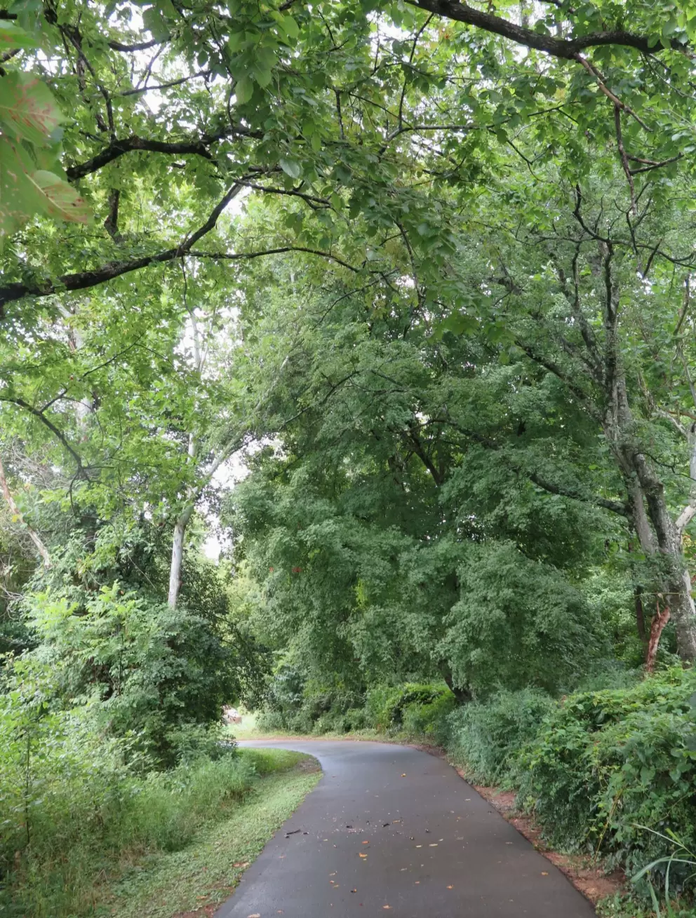 Lush tall vegetation.