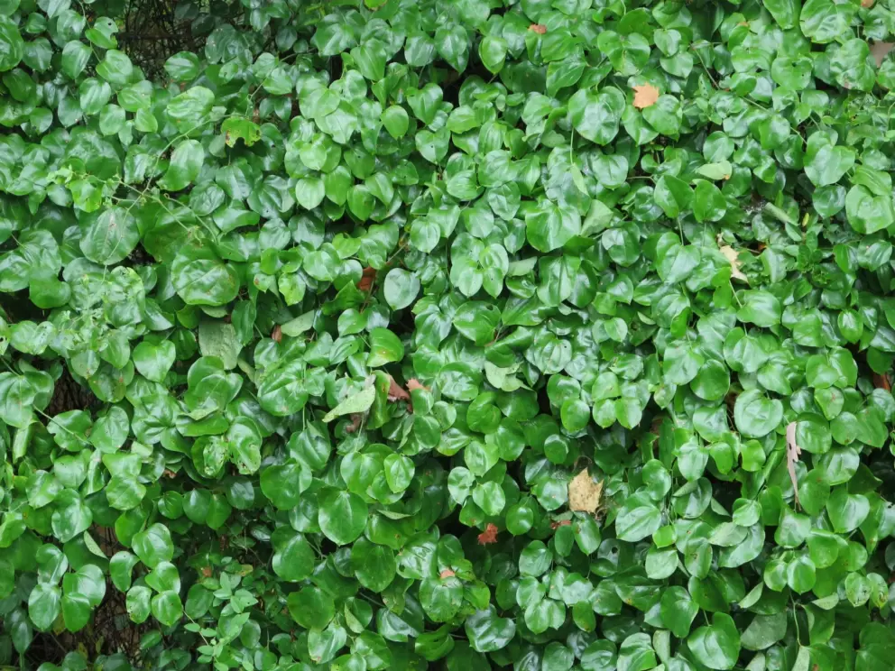 Glossy leaves.