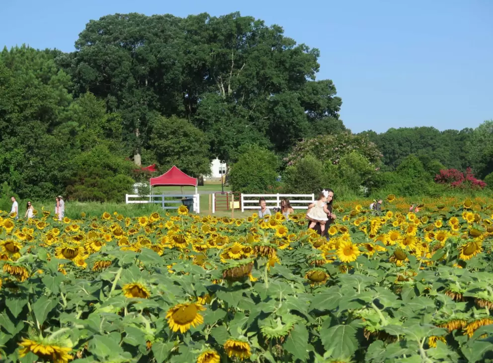 Baby in the sunflower field.