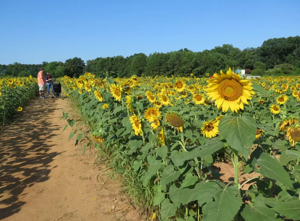 Pathway where you walk through the sunflowers.