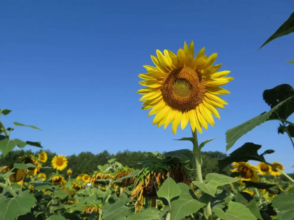 Sunflower and blue sky.