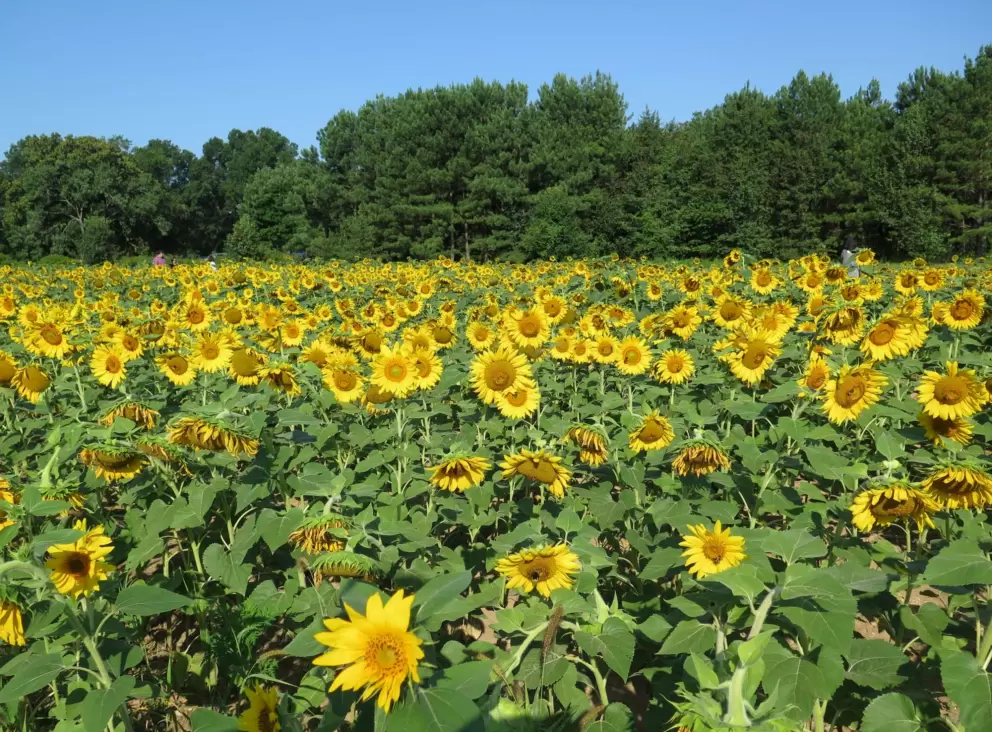 Sunflowers with deep green trees behind.