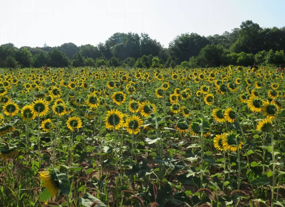 Sunflowers catching the light.