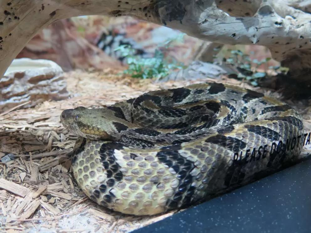 Timber rattlesnake.