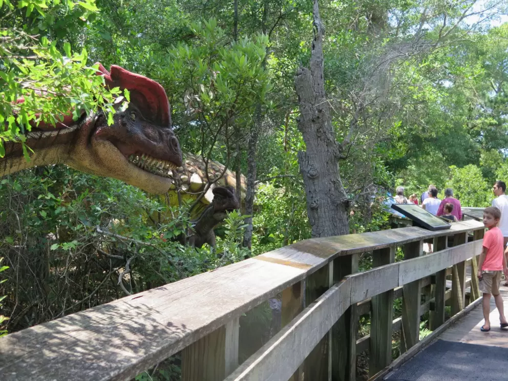 Boy looking back at a dinosaur! The dinosaur walk was a temporary exhibit.