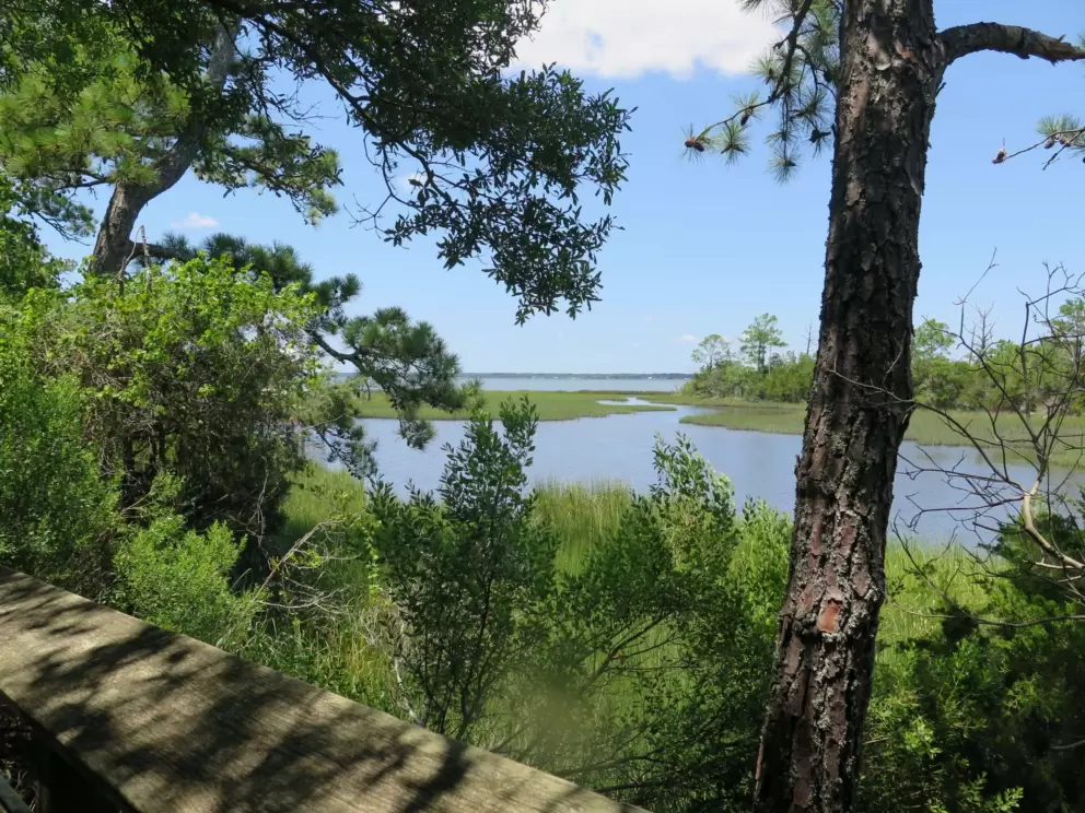 Bogue Sound through the trees.