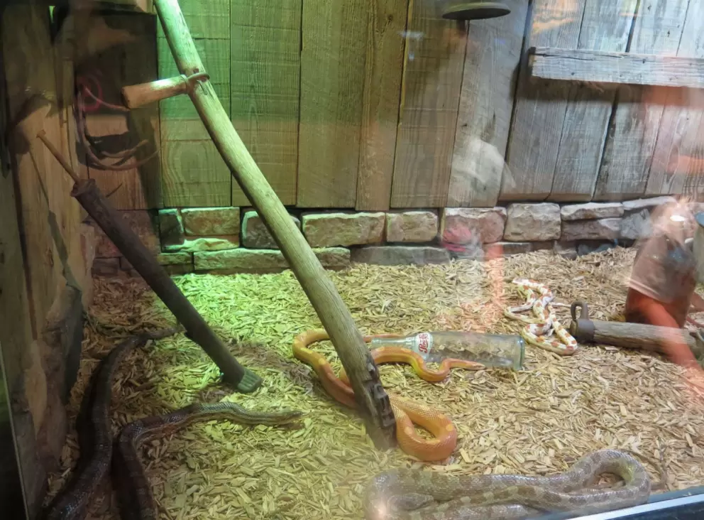 Corn snakes, as if in a shed.
