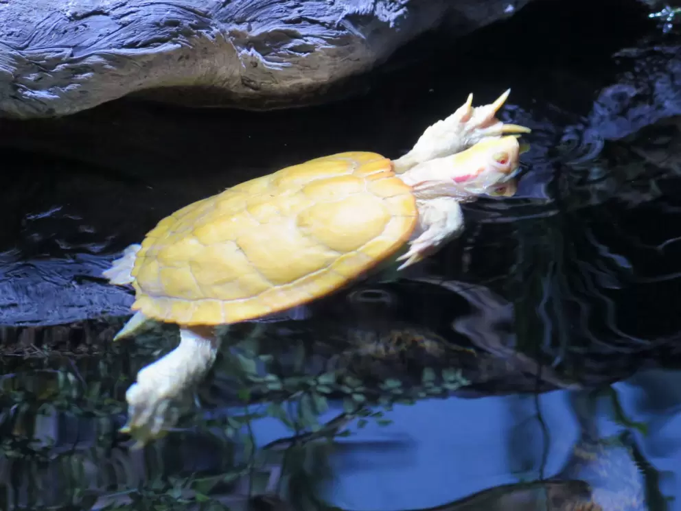 Funny turtle.
