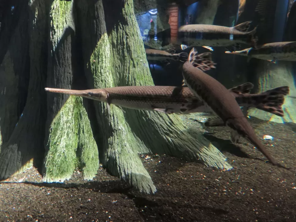 Longnose gars. I love these guys.