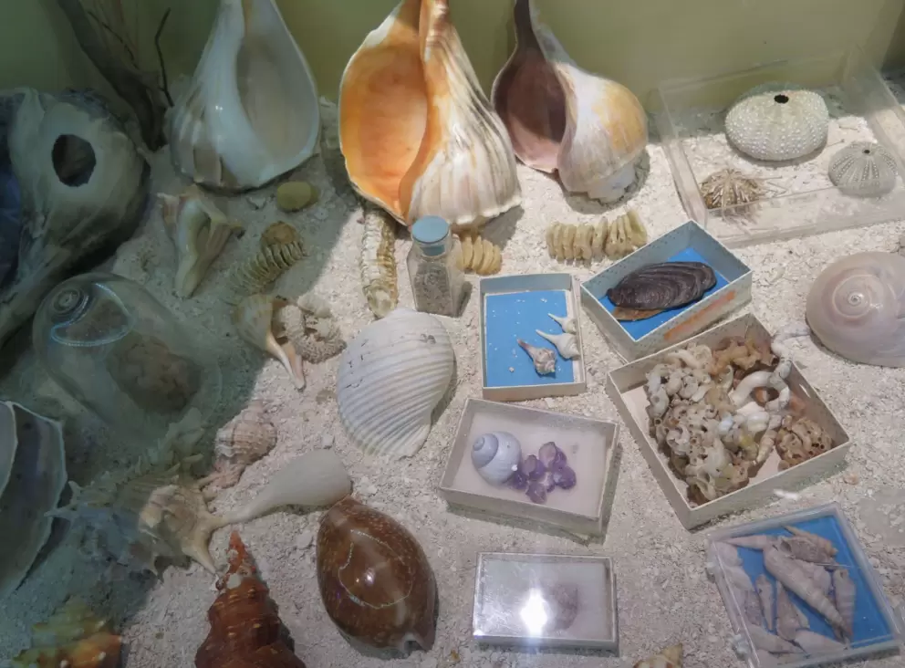 Shells.