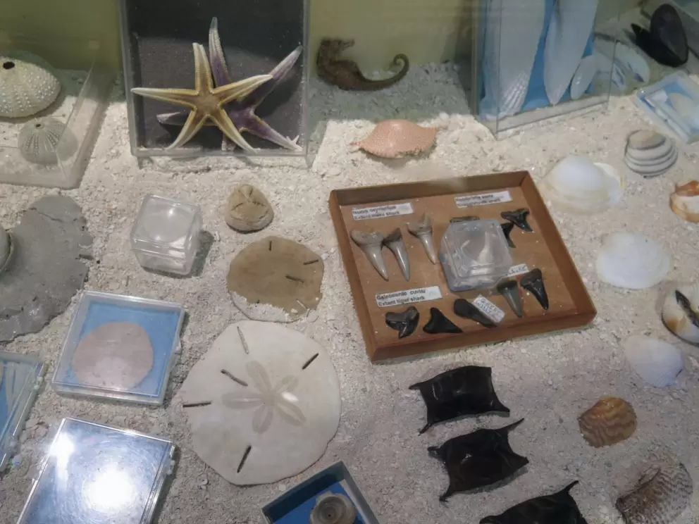 Sand dollar, sea star, sharks teeth, and mermaid's purses.
