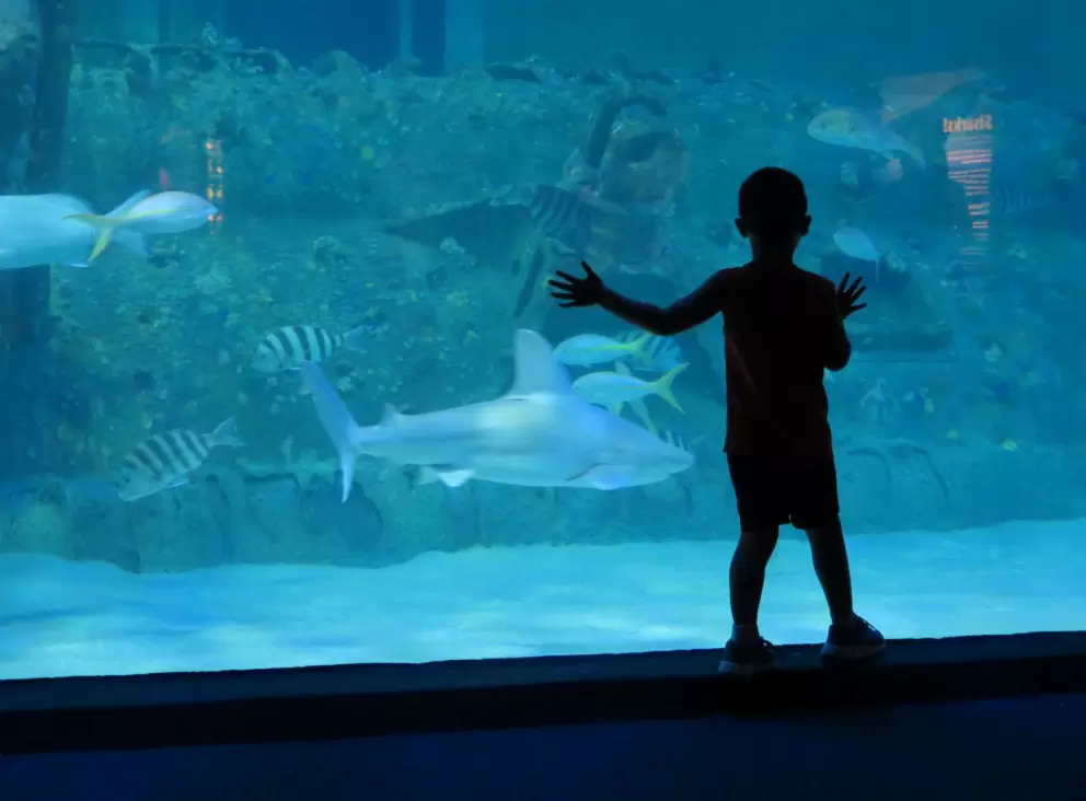 A boy checks out a shark.