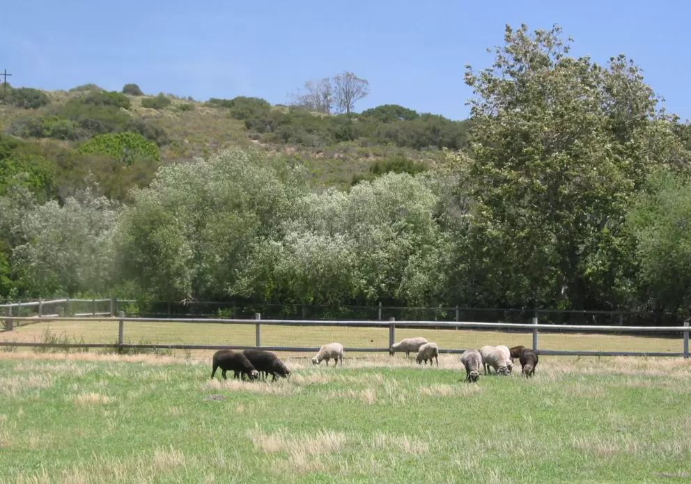 The colors of the countryside are just gorgeous at the mission- a silvery green.