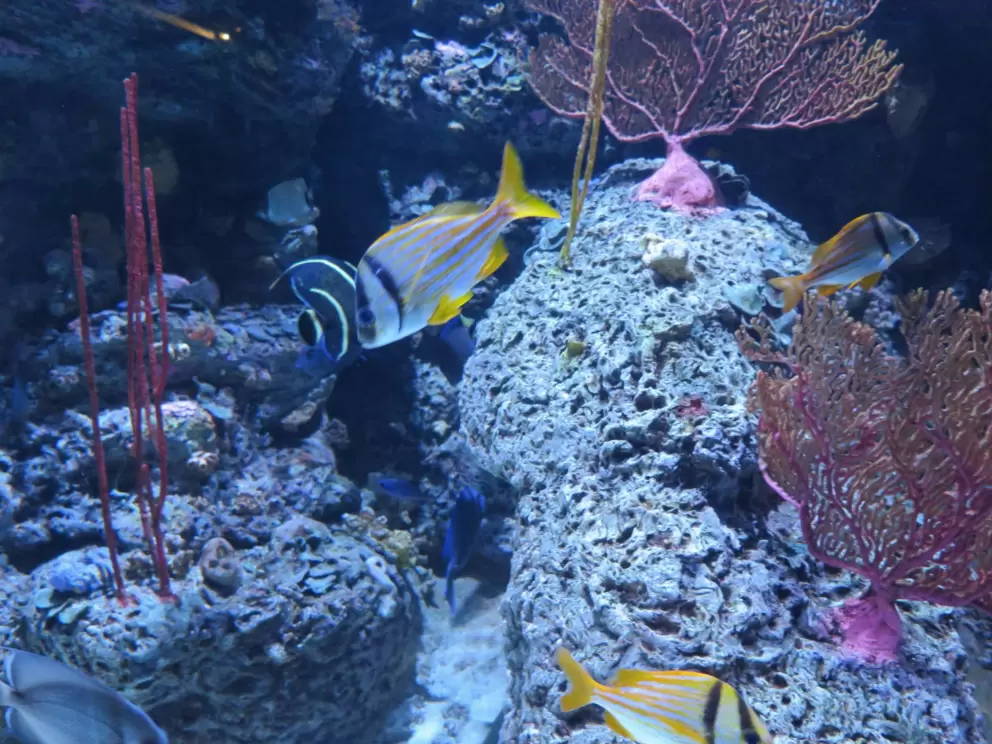 Tropical fish.