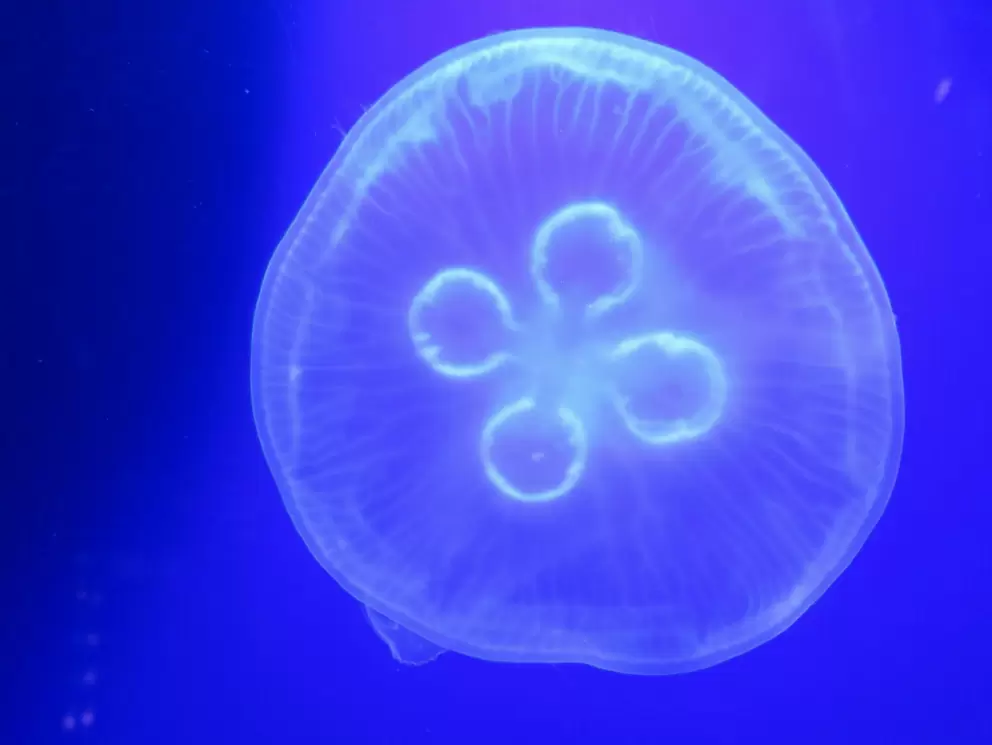 Jellyfish.