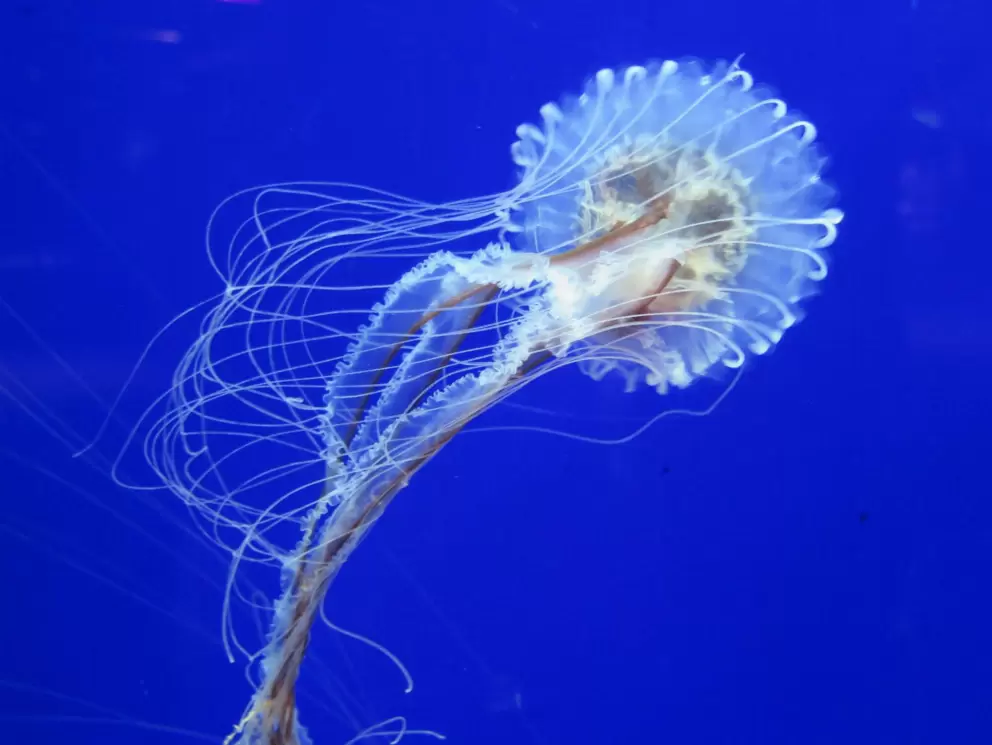 Jellyfish swimming gracefully.
